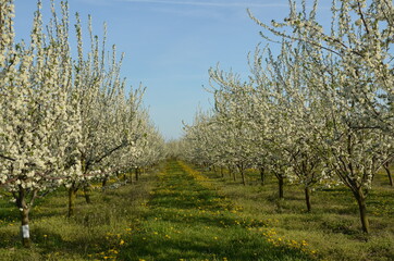 sad wiosną ,sady wiosną , sady śliwkowe , Polskie sady wiosną  , Sad wiosenny , drzewka śliwkowe , kwiaty śliwy kwiaty na drzewach
