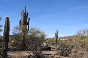 Wild horse roaming the Sonoran Desert, in the Lower Salt River Area, Mesa, Arizona. 