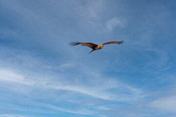 Eagle in flight