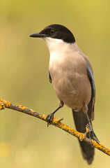 Azure-winged magpie in the late afternoon lights on a willow branch after a bath