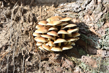 Armillaria mellea in a forest undergrowth
