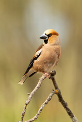Fototapeta premium Hawfinch on a perch near a natural water point in summer in the late afternoon lights