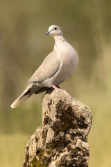 Collared Dove on a perch near a natural water point in summer with late afternoon lights