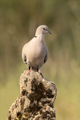 Collared Dove on a perch near a natural water point in summer with late afternoon lights