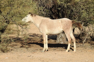 Wild horse roaming the Sonoran Desert, in the Lower Salt River Area, Mesa, Arizona.