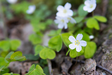 Common wood sorrel, Oxalis acetosella. Little white flowers. Symbol of spring. First spring flowers. 