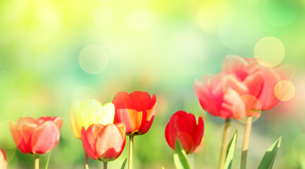 Spring natural background. Flowers backdrop. Tulips. Mother's day backdrop.