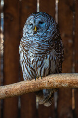 great horned owl