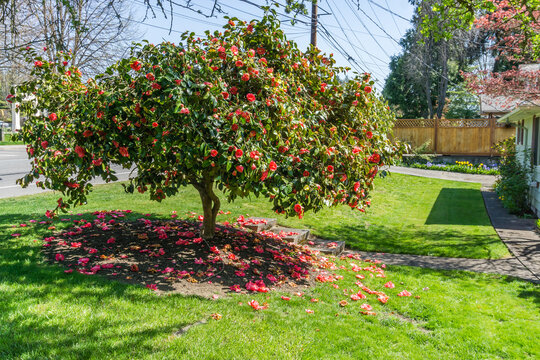 Front Yard Red Camelia 2