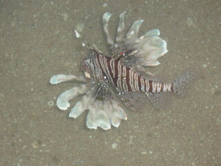fish in aquarium