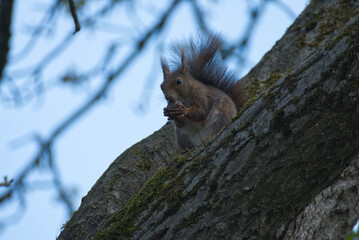 Red Squirrel sitting with a nut in a tree in Zurich, Switzerland