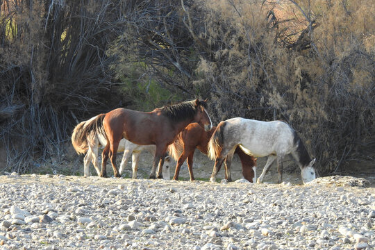 Wild horses roaming the banks of the Lower Salt River in the Sonoran Desert, Mesa, Arizona.