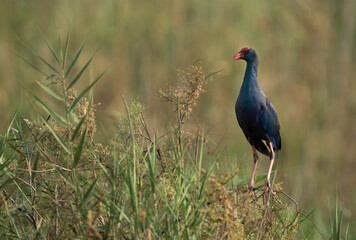 Grey-headed Swamphen in its habitat at Asker Marsh, Bahrain