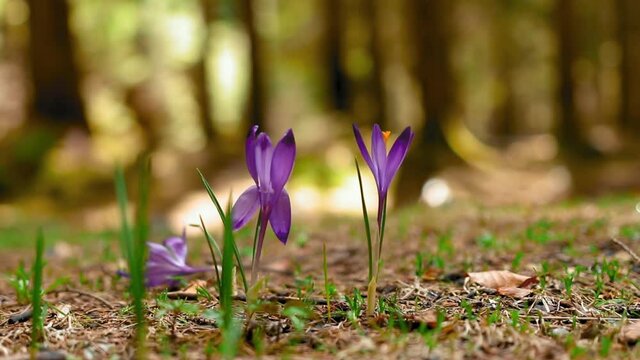 Purple crocus flowers in natural litgh in the forest during spring