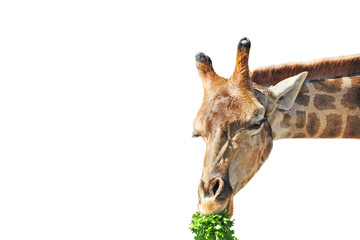 Obraz premium giraffe eating parsley on a white background. Portrait of an animal. Element for design
