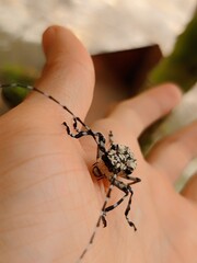 insect on a hand