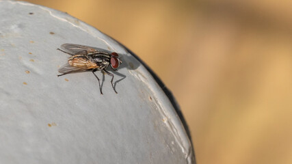 Domestic fly