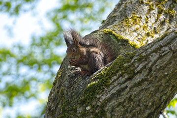 Brown Squirrel sitting with a nut in a tree in Zurich, Switzerland