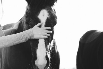 Tender moment of loving care between human woman and pet horse, companion animal close up.