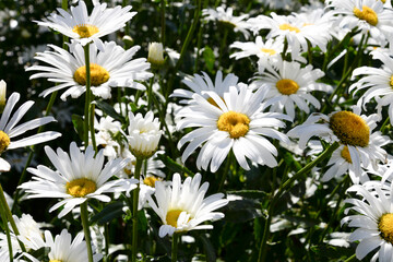 Fototapeta premium Chamomile flowers in the sun