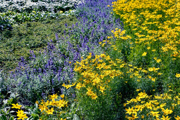 field of yellow and violet flowers