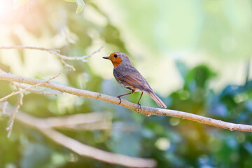 The robin bird (Erithacus rubecula) sits on a branch in the forest. Warbler with an orange breast.