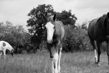 Young horse in rural pasture during summer, rural Texas scene in black and white.
