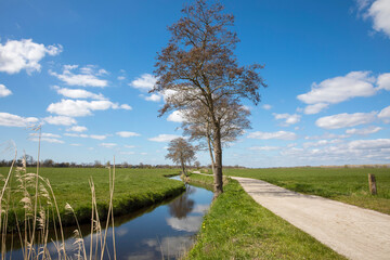 Dutch landscape with a small road / cycling path, along a canal boarded with trees with blue sky and clouds, province Groningen, the Netherlands