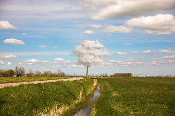 Surrealistic cloud tree, a tree which is growing clouds instead of leaves near a road in the Dutch...