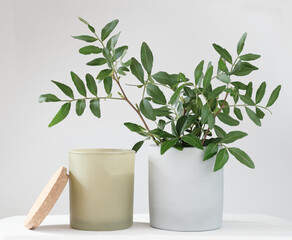 eucaliptus leaves in a concrete flower pot and scented soy candle. home fragrances, perfumed candle...