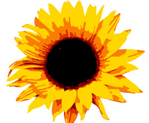 Blüte Sonnenblume ohne Hintergrund