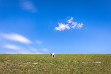 Obraz premium Vibrant view of a single sheet grazing on the top of a green dyke with a blue sky and a few white clouds, north of the Netherlands
