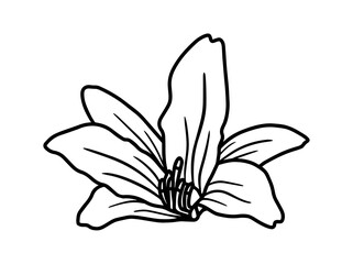 Hand drawing and sketch flower with line art illustration.