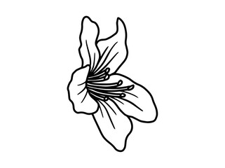 Hand drawing and sketch flower with line art illustration.