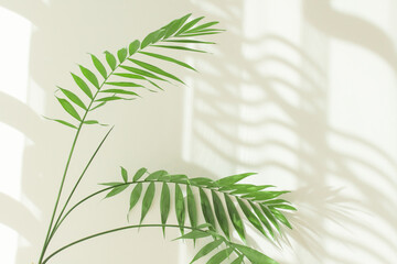 Fototapeta na wymiar Palm leaves and shadows on a white wall in sunlight during the day. Minimalistic modern still life in white and green