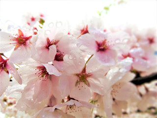cherry blossom with raindrops