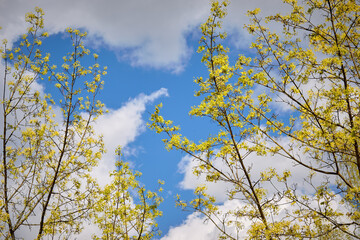 Fototapeta premium Beautiful twigs with first small leaves against clear blue sky background. Early spring.