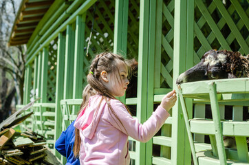 girl feeding a ram with grass at the zoo
