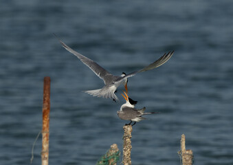 Lesser Crested Terns courtship display at Busaiteen coast, Bahrain