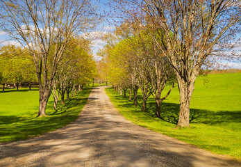 Fototapeta premium dirt road curving through a row of trees in spring 