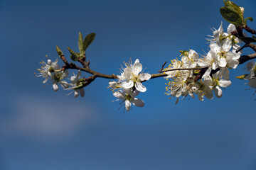 Close up of damson flowers in spring