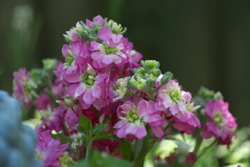 Levkojen Blume Garten Topfblume