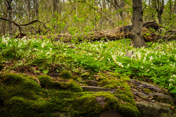 Obraz premium rocky ledge in woods covered with ferns, moss, and white wild flowers 