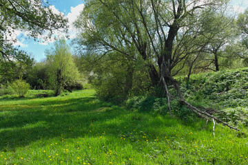Fototapeta na wymiar Spring landscape, tree in the park, meadow with dandelions