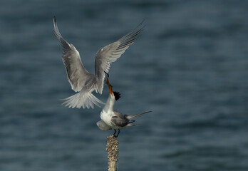 Lesser Crested Tern offering a fish to his mate at Busaiteen coast, Bahrain
