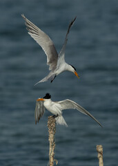 Lesser Crested Tern with fish offer for his mate at Busaiteen coast, Bahrain