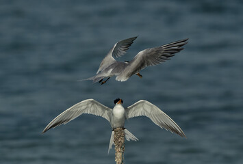 Lesser Crested Tern with a fish offer for his mate at Busaiteen coast, Bahrain