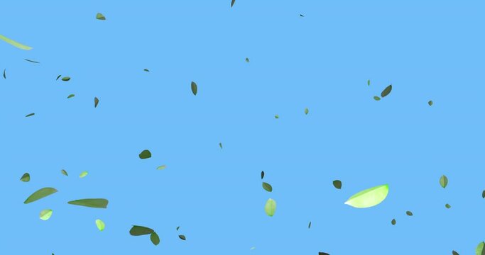Animation with leaves falling over a solid blue background for easy keying and compositing.