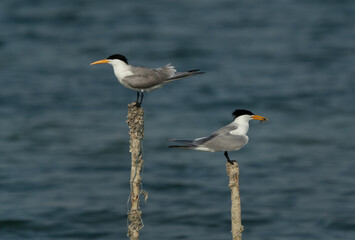 Lesser Crested Tern holding a fish to offerhis mate at Busaiteen coast, Bahrain