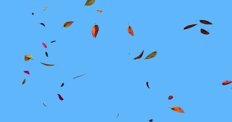 Animation with falling leaves, isolated over a solid blue background for easy keying and compositing.